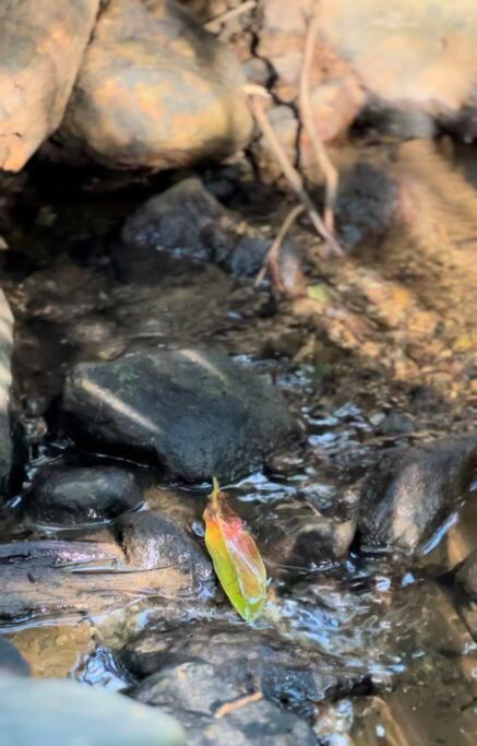 Winding Creek Bald Knob